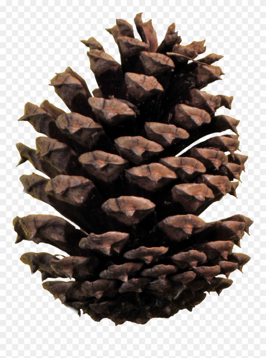 Christmas Pine Cone Png - Conifer Cone Png Clipart