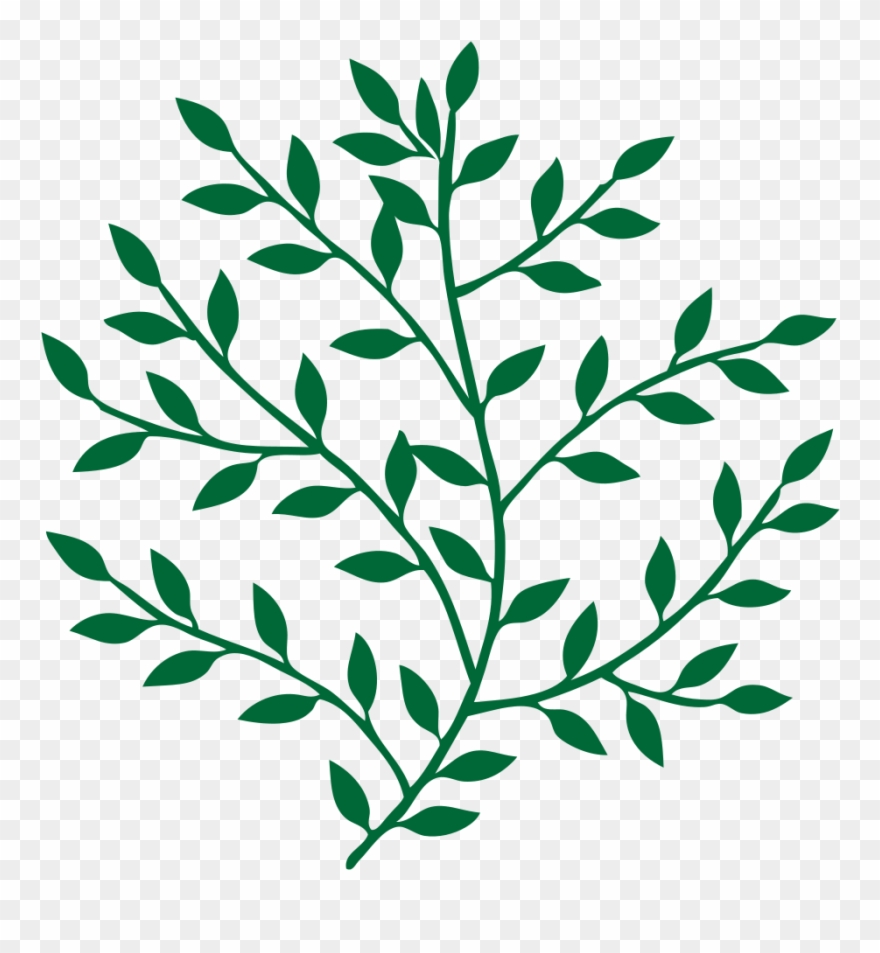 Leaf Branch Tree Bay Laurel Art - Leaves On Branches Png Clipart