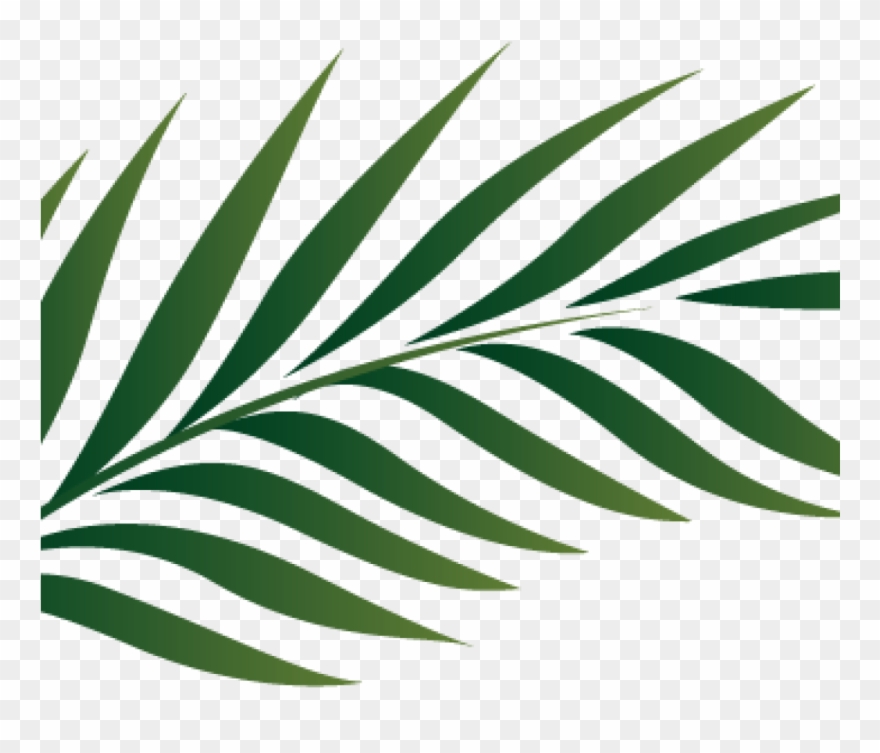 Palm Clipart Palm Branch Image Free Cliparts That You - Palm Leaves Outline - Png Download