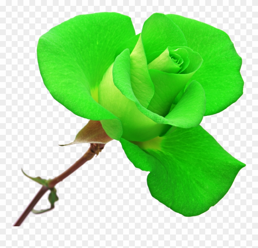 Yükle Yasil Gul Sekilleri Sorgusuna Uygun Resimleri - Rose Clipart