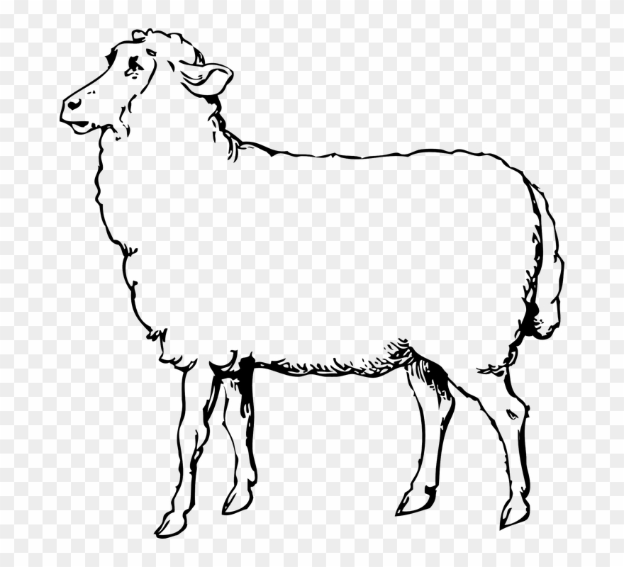 Clipart, Sheep Clipart Black And White Free Image On - Sheep Clipart Black And White - Png Download