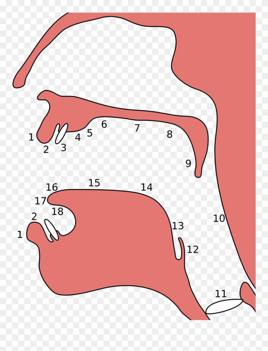 Colophon Colophon 33 - Place Of Articulation Clipart