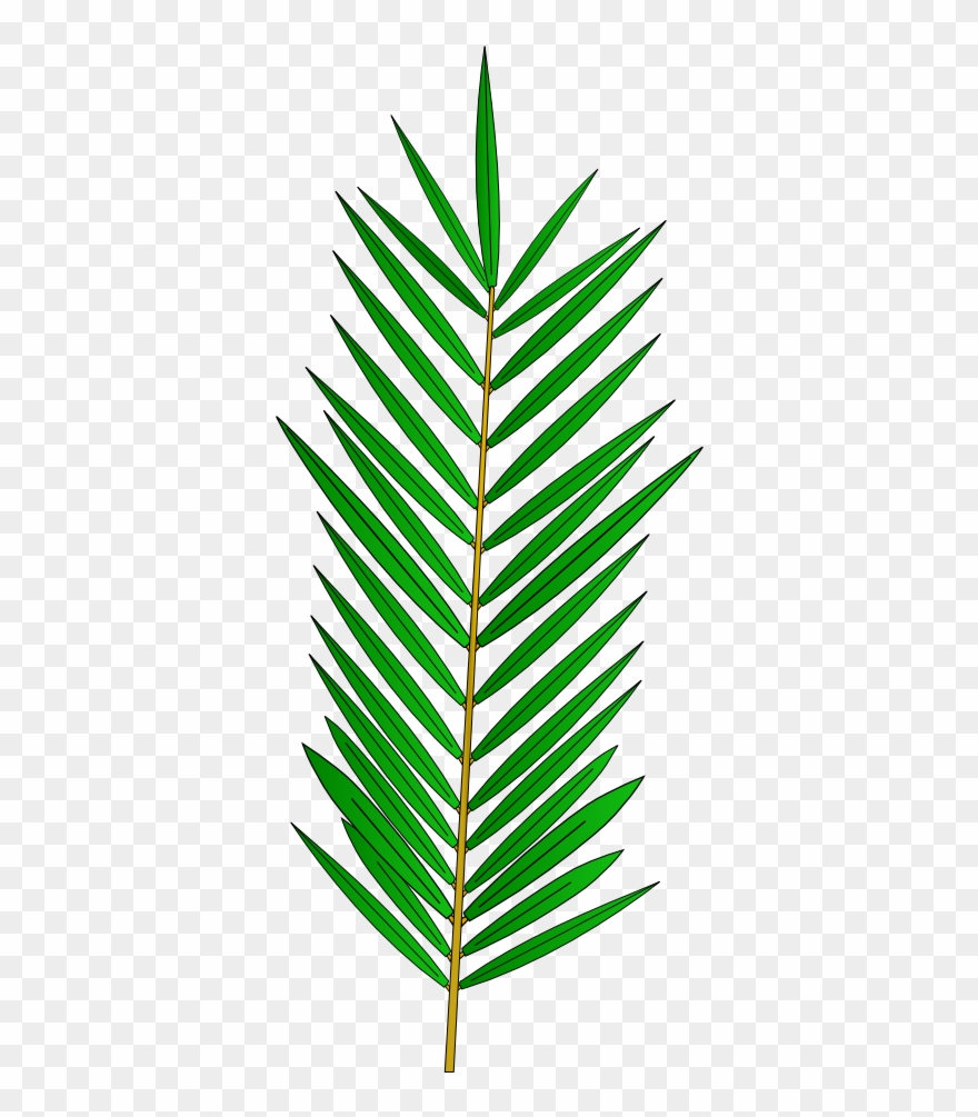 Desenho Folha De Palmeira Png Clipart