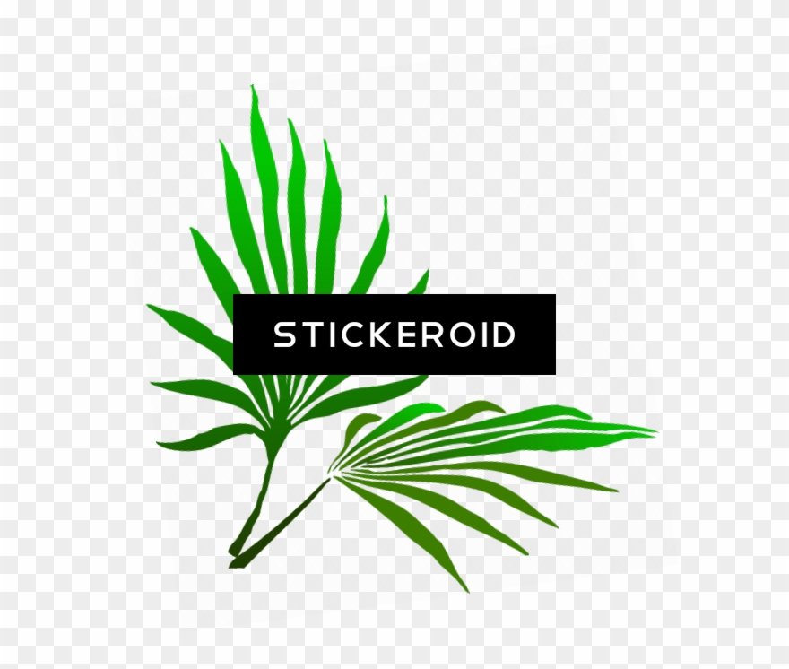 Sukkot Palm Branch - Palm Frond Clip Art - Png Download