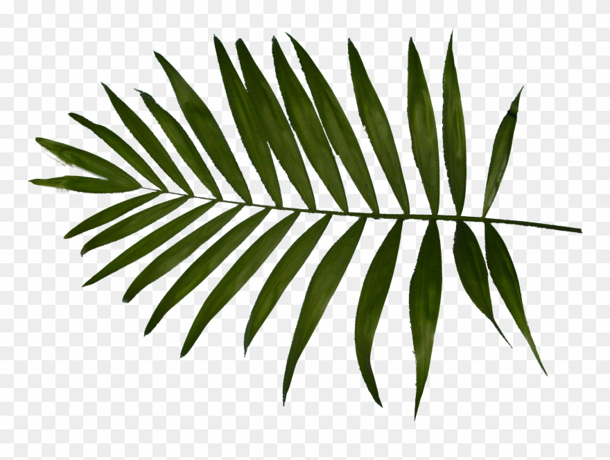 Go To Image - Charlotte Thomas Fern Housewife Pillowcases Clipart