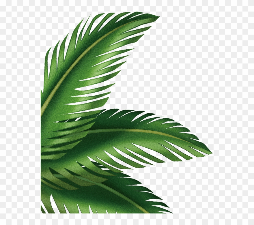 Leaf Arecaceae Clip Art Transprent Png Free - Palm Leaves Art Transparent Png