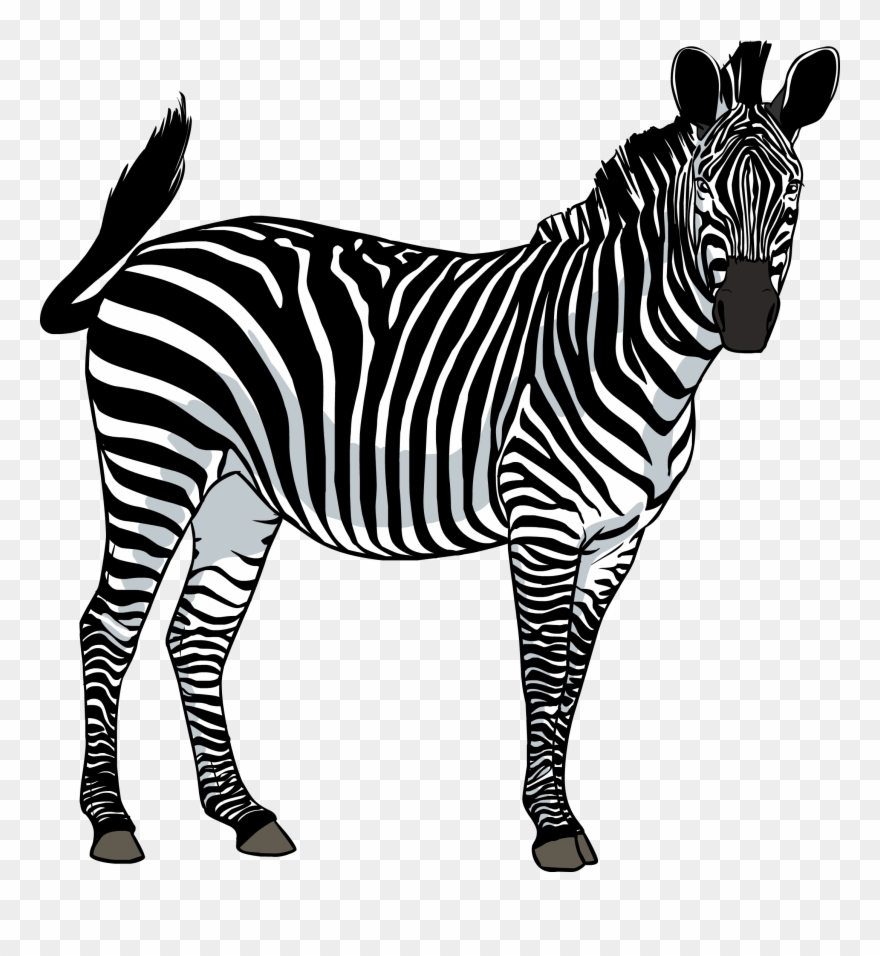 Zebra Clipart Transparent Background Pencil And In - Zebra Png
