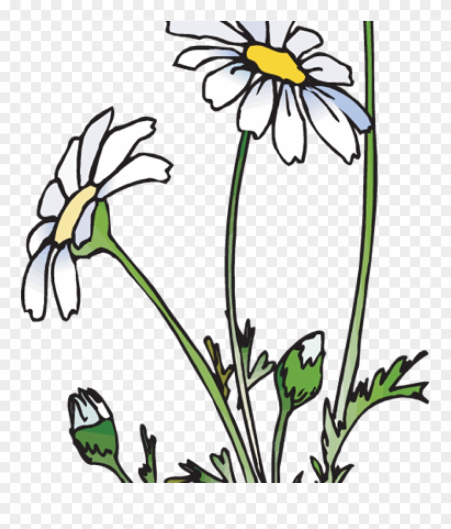 Daisies Clipart 19 Daisies Clipart Huge Freebie Download - Ecstasy Daisy - Png Download