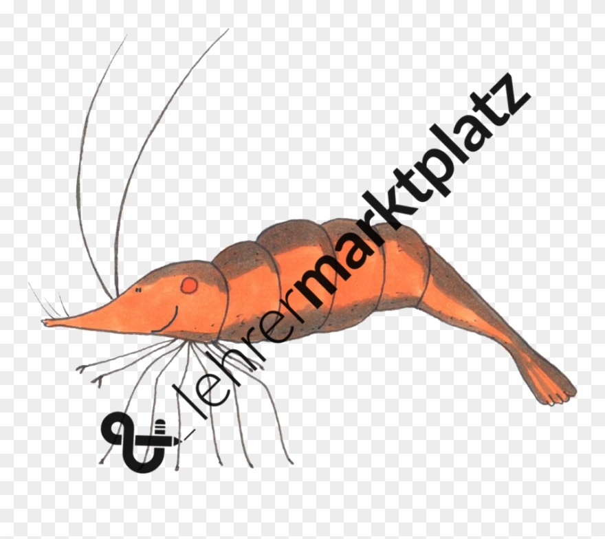 ‹ › - American Lobster Clipart