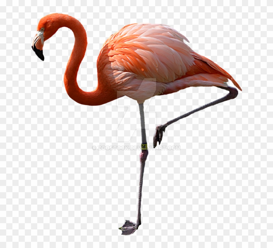 Watch Pink Flamingos - Pink Flamingo Png Clipart