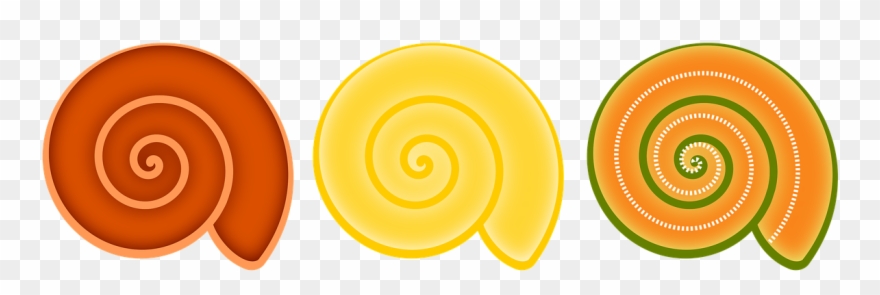 Shell, Animal, Mollusk, Casing, Rotated - Circle Clipart