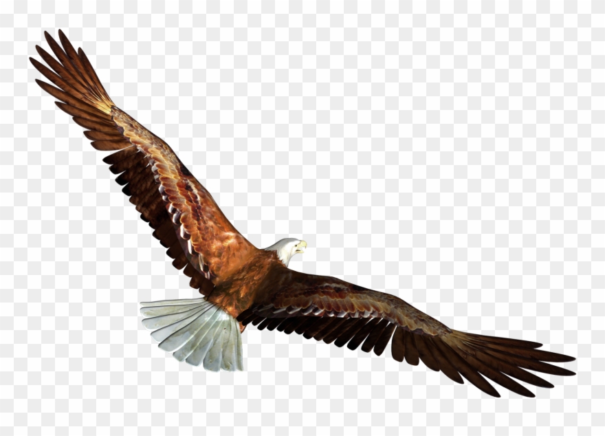 Png Library Library Eagle In Flight Transparent Png - Eagle Flying Transparent Background Clipart