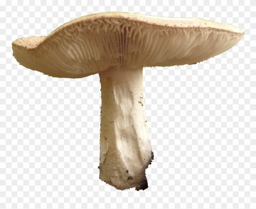 Third Batch Of Free-form Selected Items September 1, - Fungus Clipart