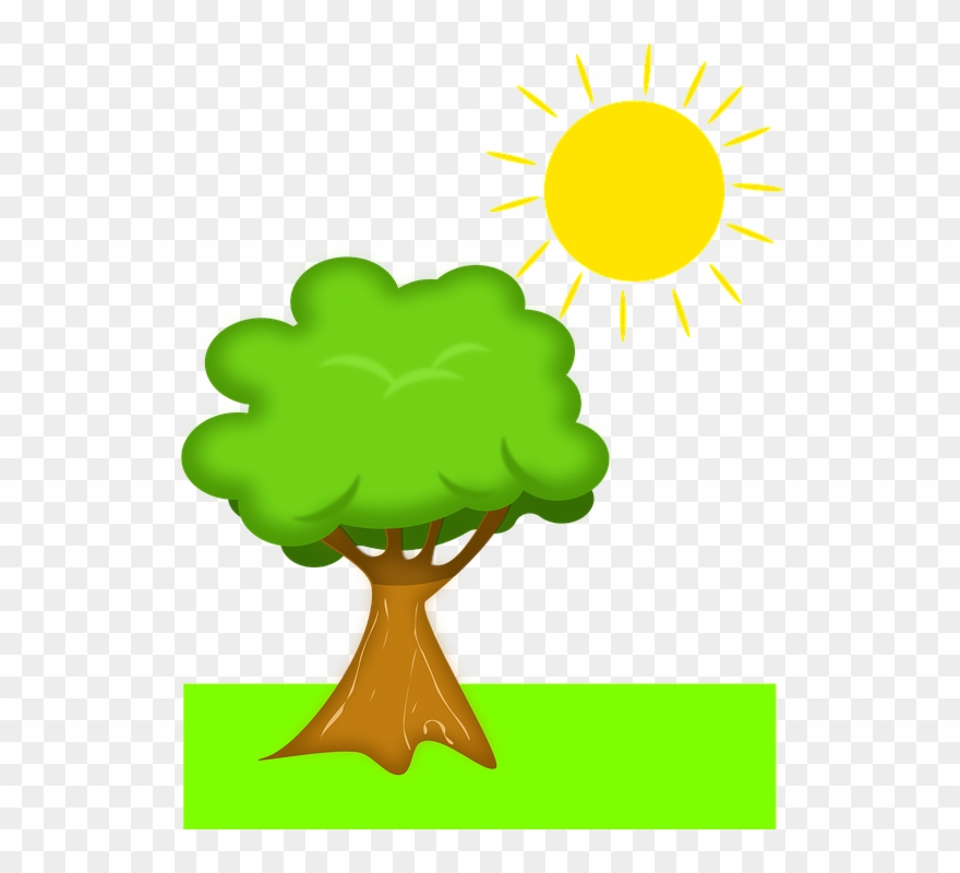 Tree Sun Scenery - Plant With Sunlight Clipart - Png Download