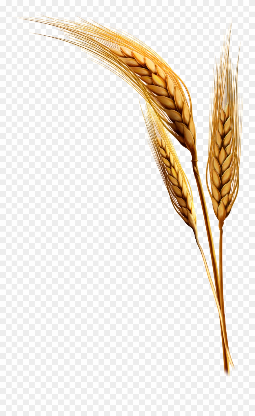 Emmer Rice Clip Art Transprent Png Free - Wheat Plant Png Transparent Png