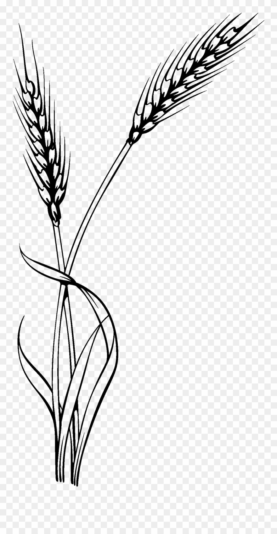 Home - Clip Art Black And White Wheat - Png Download