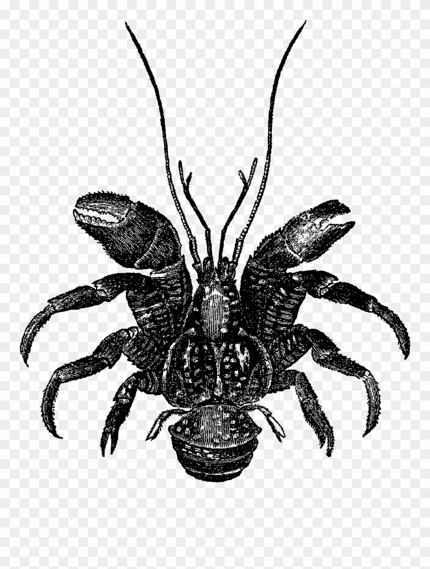 The Sea Shell Clip Art Is A Lovely Pencil Artwork Drawing - Coconut Crab - Png Download