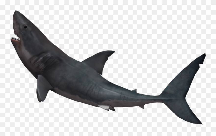Hammerhead Shark Png - Shark With Invisible Background Clipart