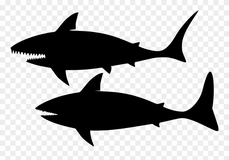 Download Png - Shark - Shark Clipart