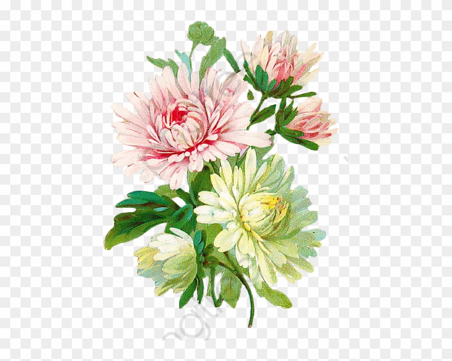 Vintage Floral Botanical Floral Clipart Vintage - Vintage Chrysanthemum Flower Art - Png Download