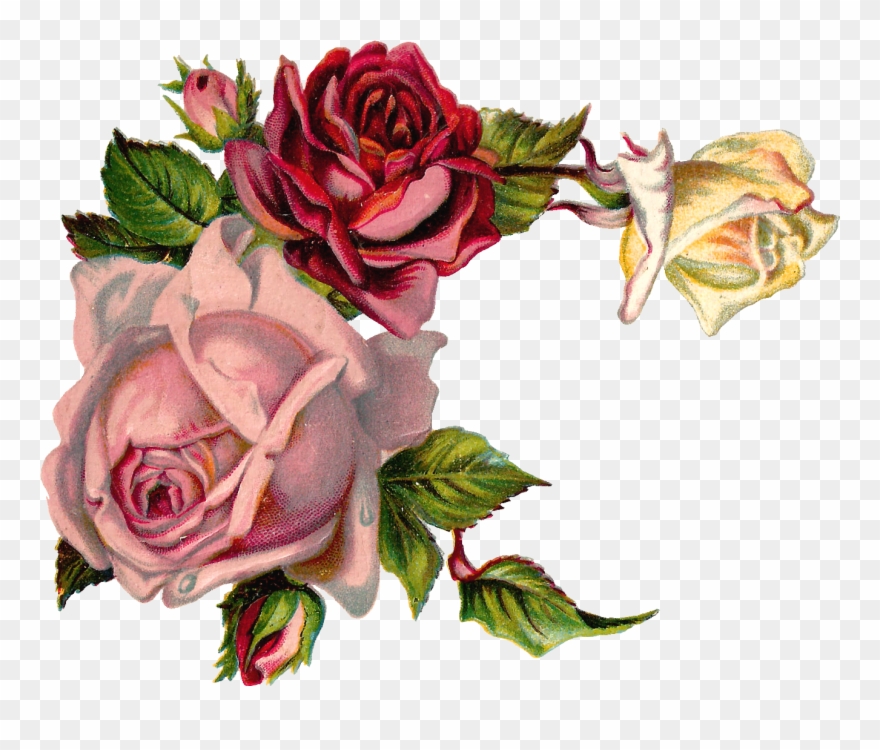 Free Digital Flower Pink Rose Corner Design - Vintage Flower Graphic Png Clipart