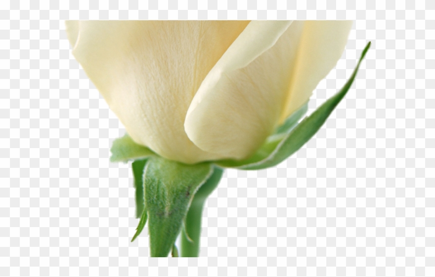 White Rose Clipart Ivory Rose - White Roses Transparent - Png Download