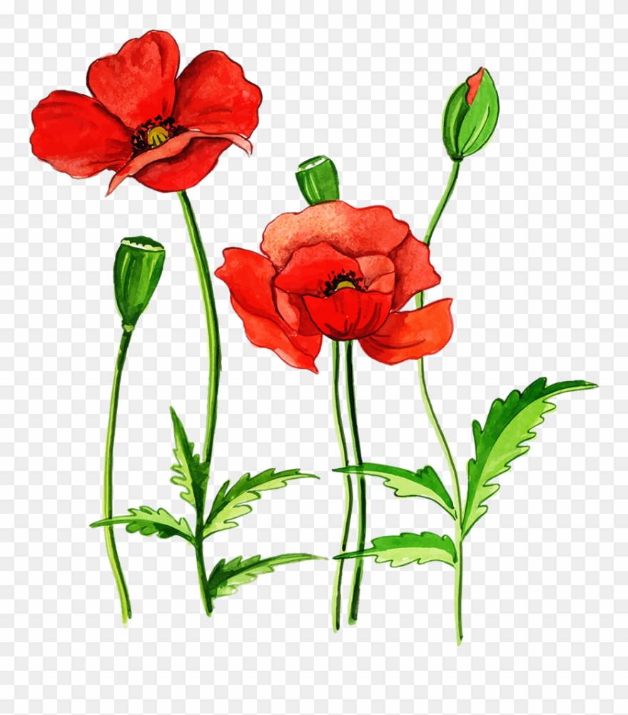Free Png Floral Bouquets - Poppy Clipart