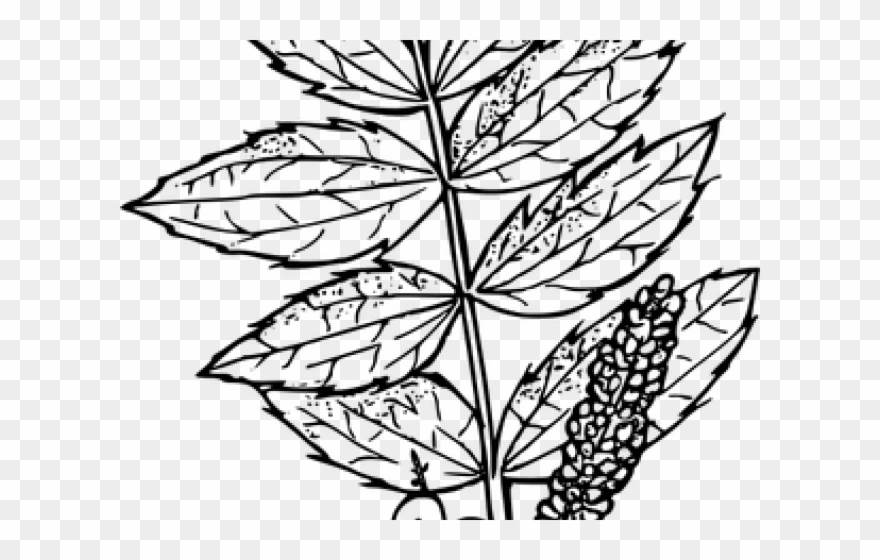 Oregon Clipart Vine - Oregon State Flower - Png Download