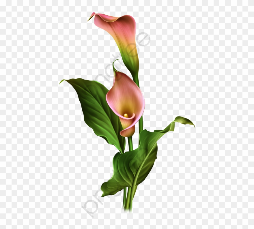 Hand Painted Lily - Hoa Loa Kèn Png Clipart