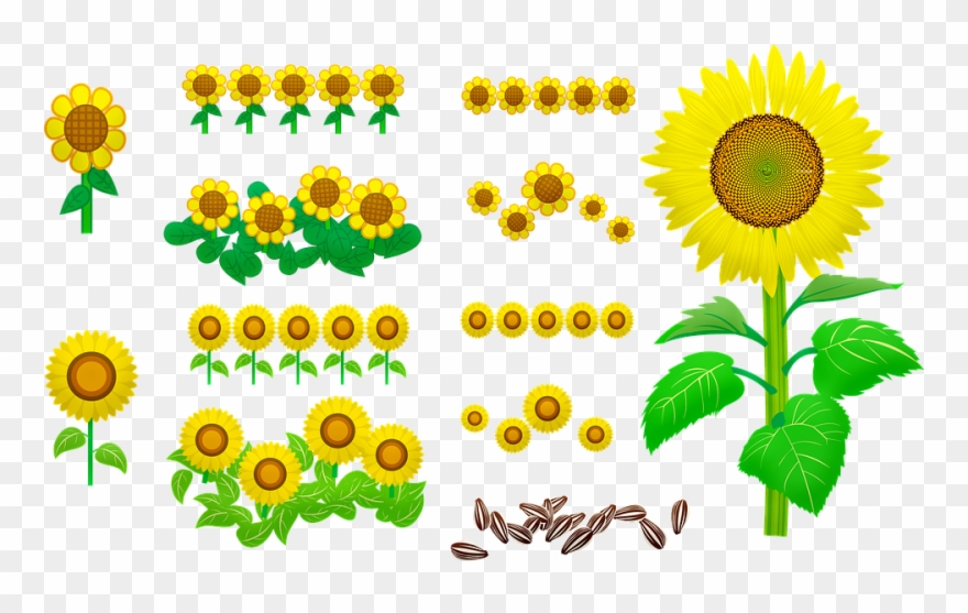 Sunflowers Seeds Yellow Nature Bloom Flower - ひまわり の 葉っぱ イラスト Clipart