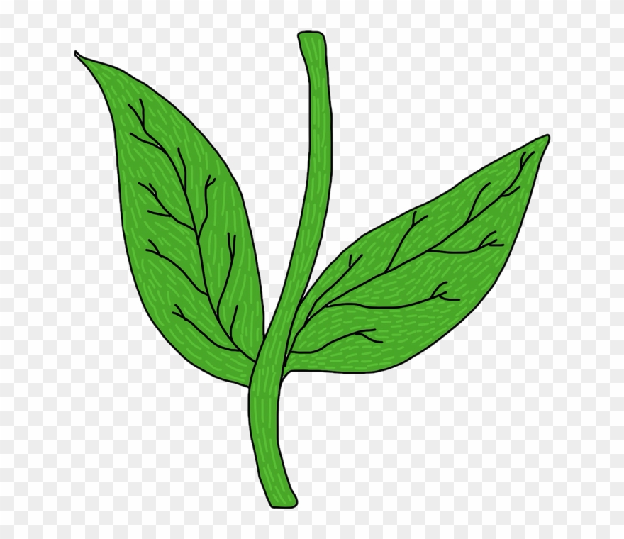Collection Of Flower - Stem Drawings Clipart