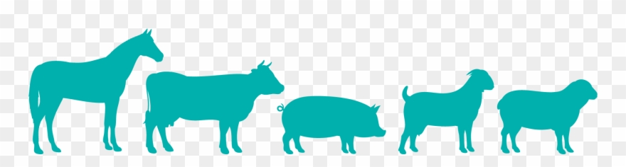 Amimal Silhouettes Png Clipart