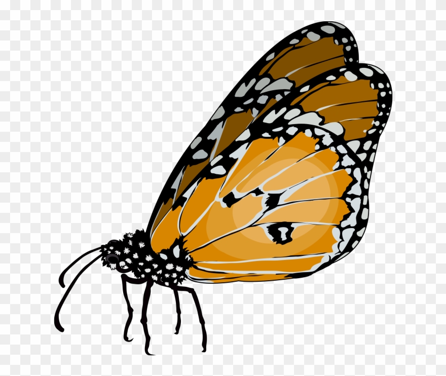 Download Transparent Png - Monarch Butterfly Clipart