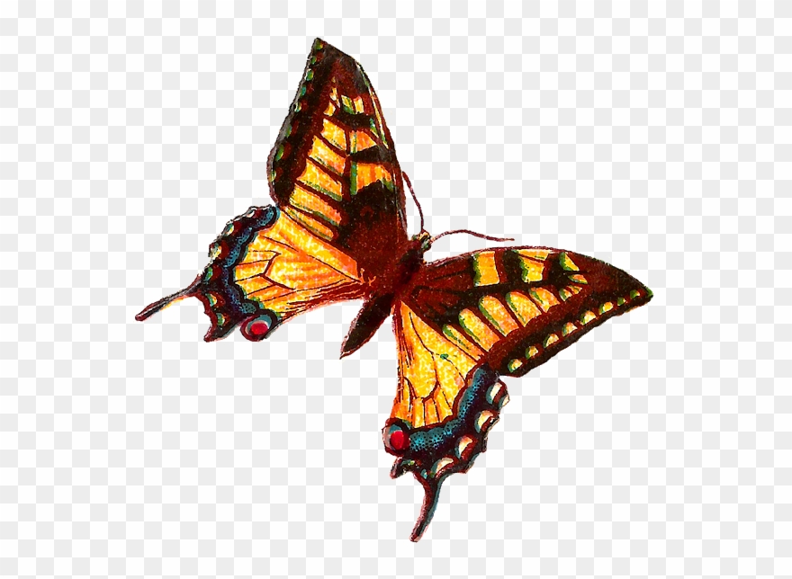 Yellow Butterfly Clip Art Victorian - Skipper Butterfly Clipart - Png Download