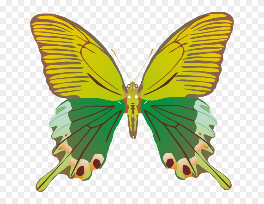 Butterfly Png Images Png - Butterfly Clipart