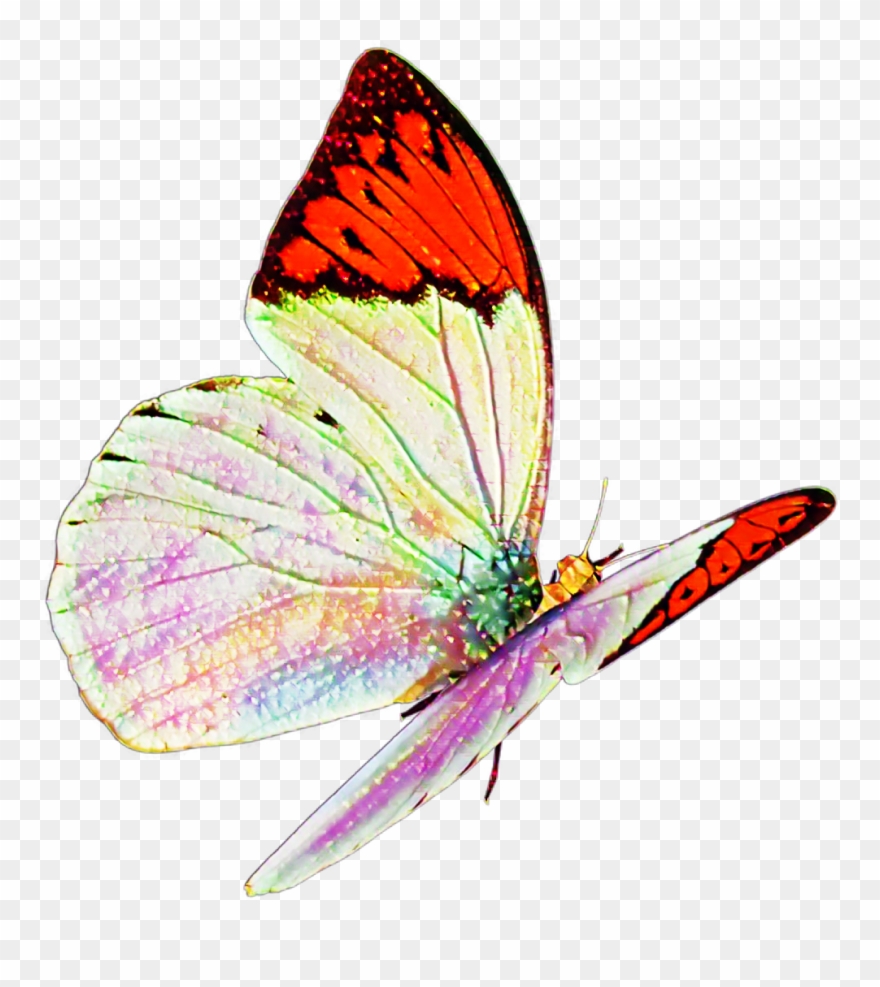 Butterfly Real Nature Flying Sticker Mislen Png Flying - Large Copper Clipart