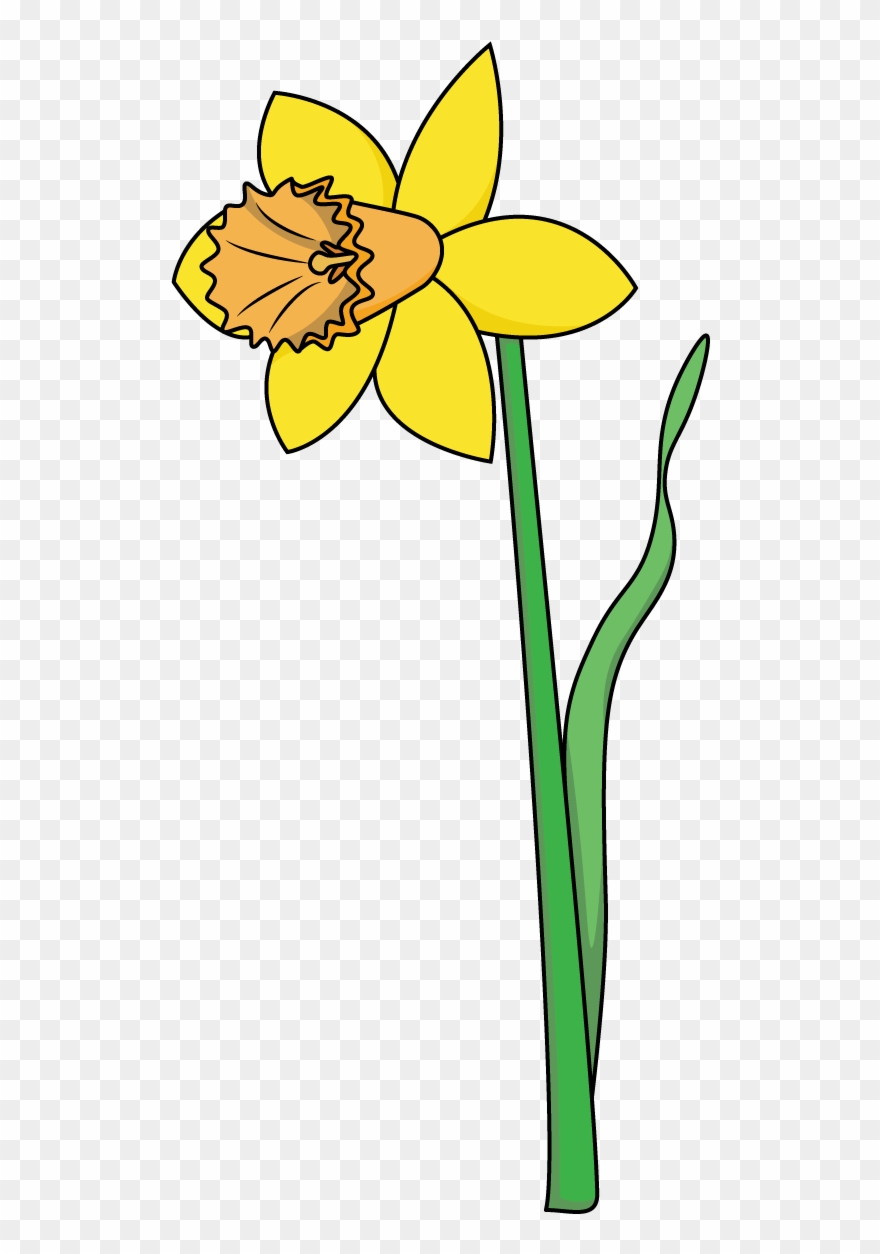 How To Draw A Daffodil, Flowers, Plants, Spring, Easy - Easy To Draw Daffodil Clipart