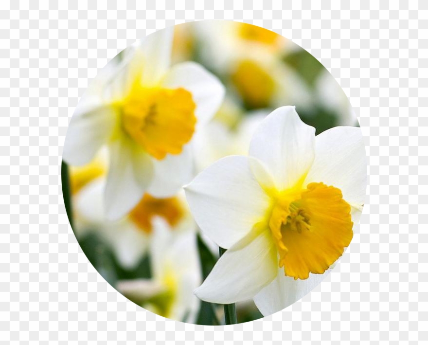 Daffodil Png - December - Narcissus - Daffodil - Daffodil Clipart