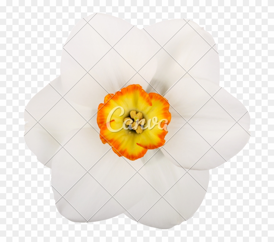 Single Flower Of A Daffodil Cultivar Against A White - Artificial Flower Clipart