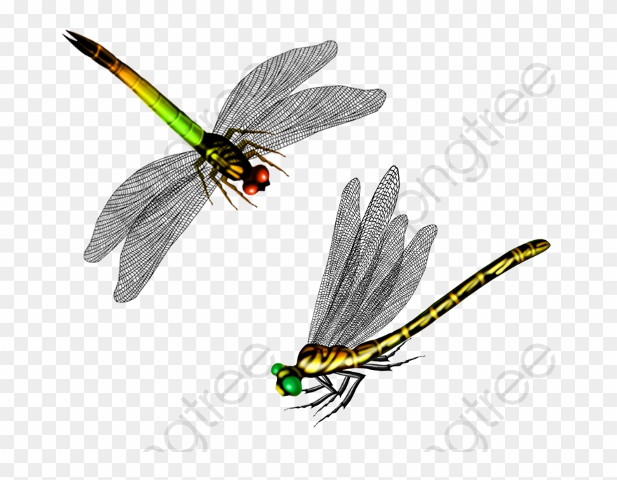 Dragonfly - 卡通 蜻蜓 Clipart