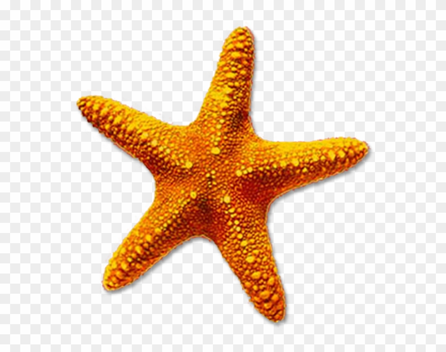 Starfish Images Clip Art - Starfish Transparent - Png Download