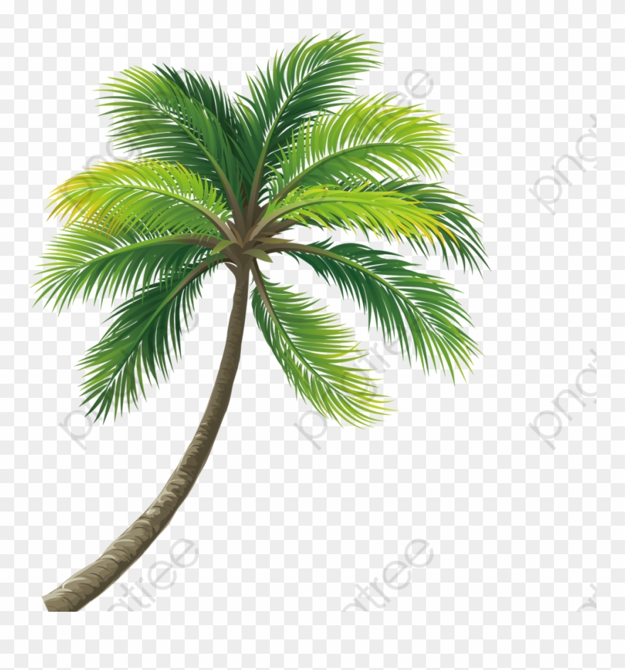 Coconut Tree Clipart Real - Coconut Tree Png Transparent Png