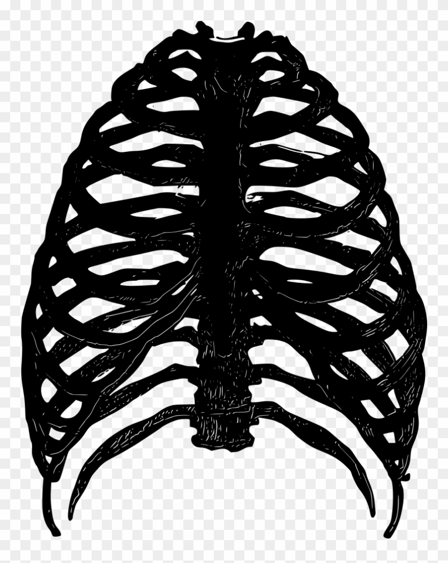 Download Png - Ребра Скелета Clipart