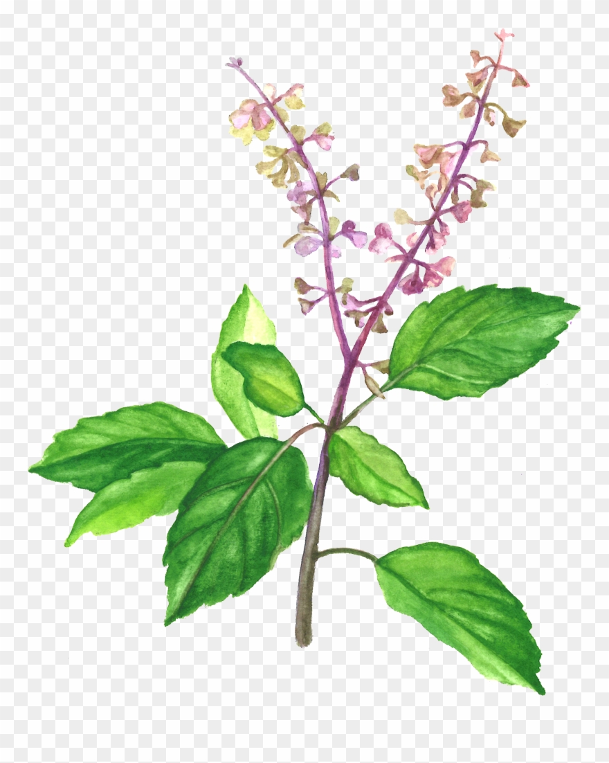 Holy Basil , Png Download - Holy Basil Clipart
