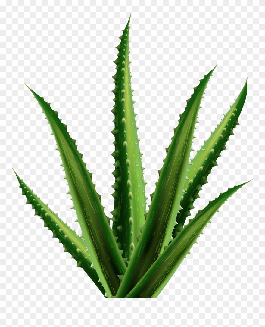 Aloe Png Clipart - Agave Transparent Png