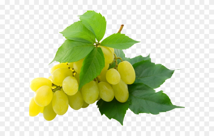 Grapes Clipart Single Grape - Grapes Transparent Png