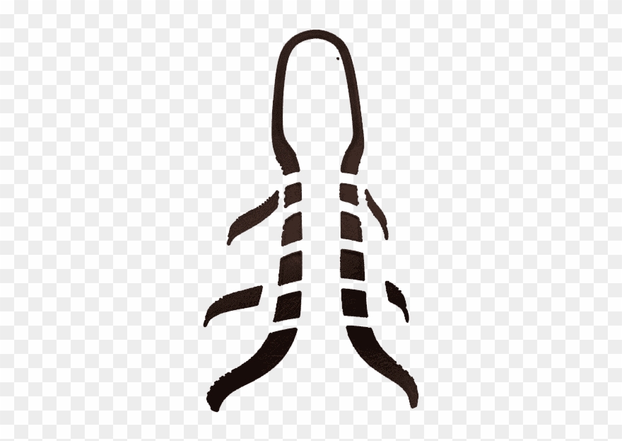 R560 Brown Wax Leather - Illustration Clipart