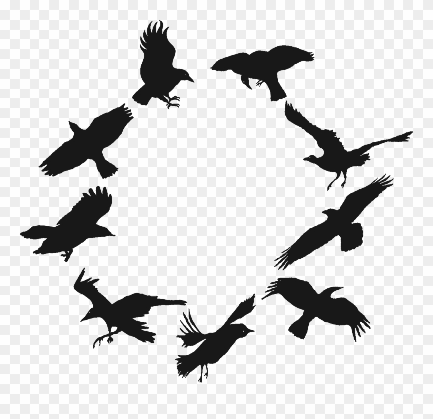 Black Crows Png - Flock Clipart