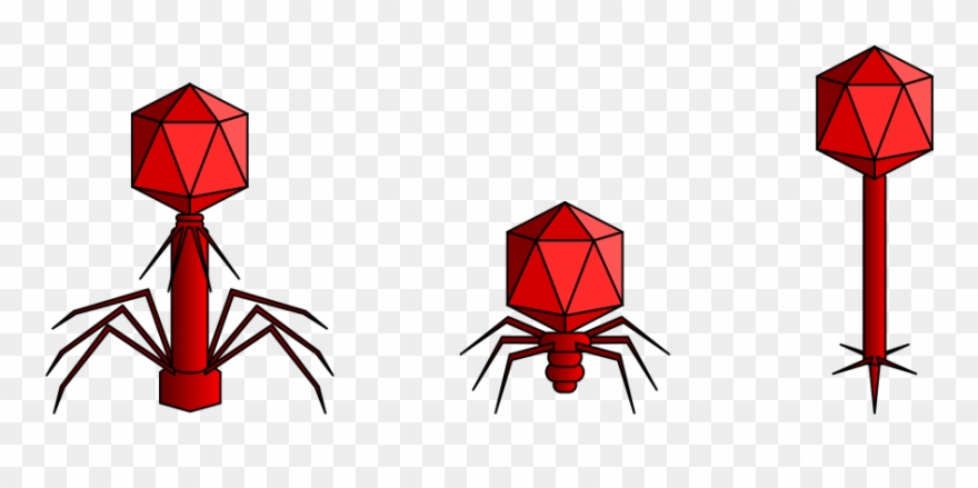 Caudovirales Order Clipart