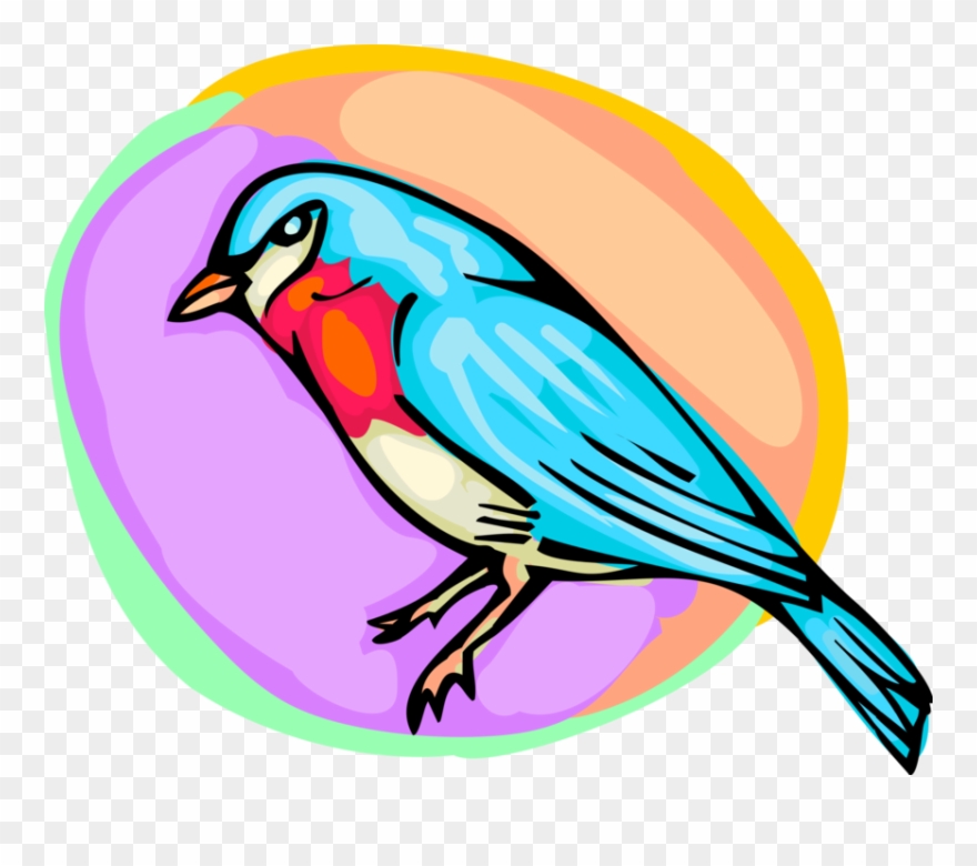 Vector Illustration Of Small Bluebird Bird - Mountain Bluebird Clipart